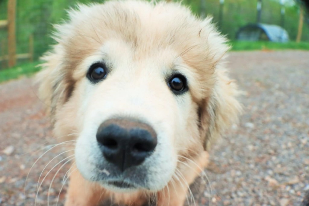 Great Pyrenees Puppy
