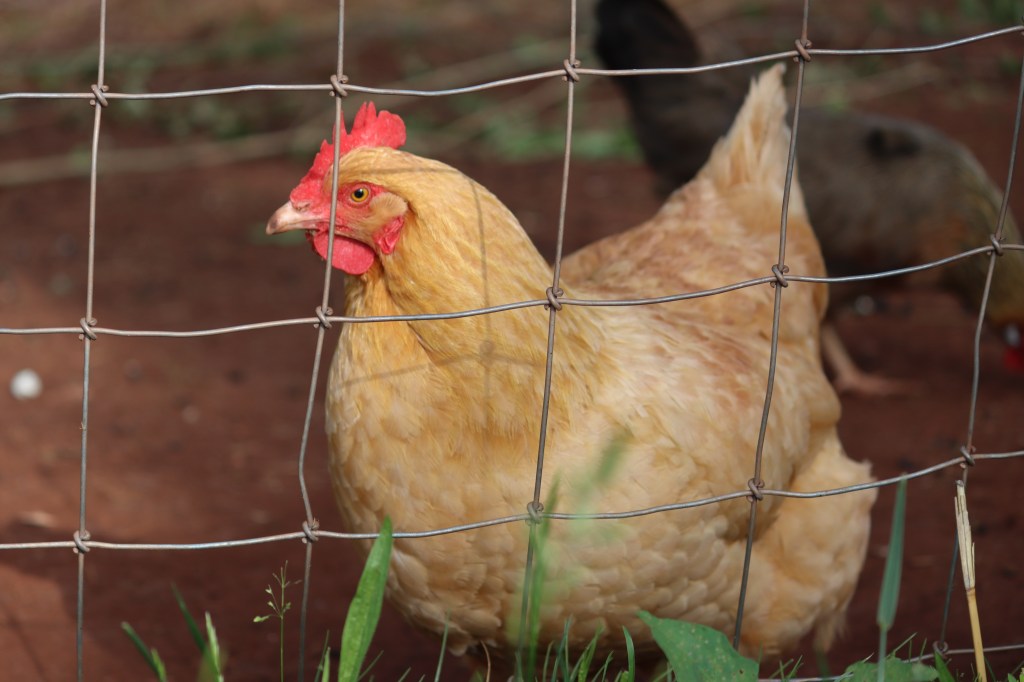 Gathering, Testing and Storing&nbsp;Eggs