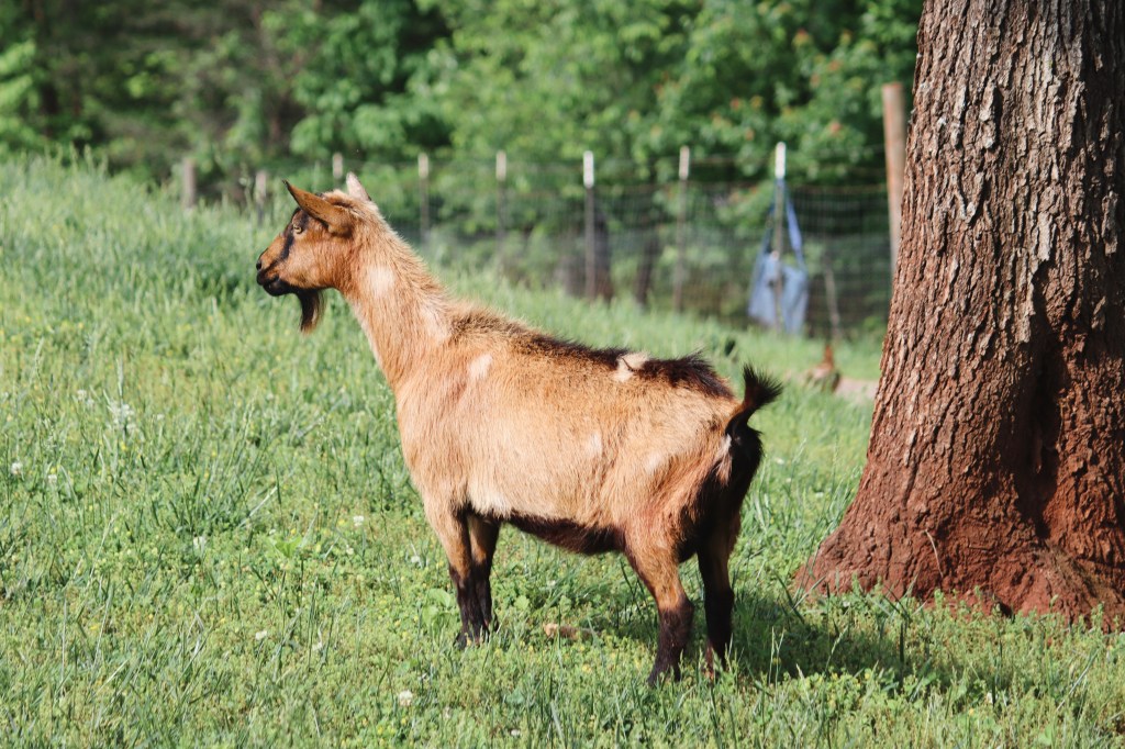 Nigerian Dwarf Goat